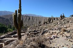 10 Giant Cactus And Some Of The Restored Buildings At Pucara de Tilcara In Quebrada De Humahuaca